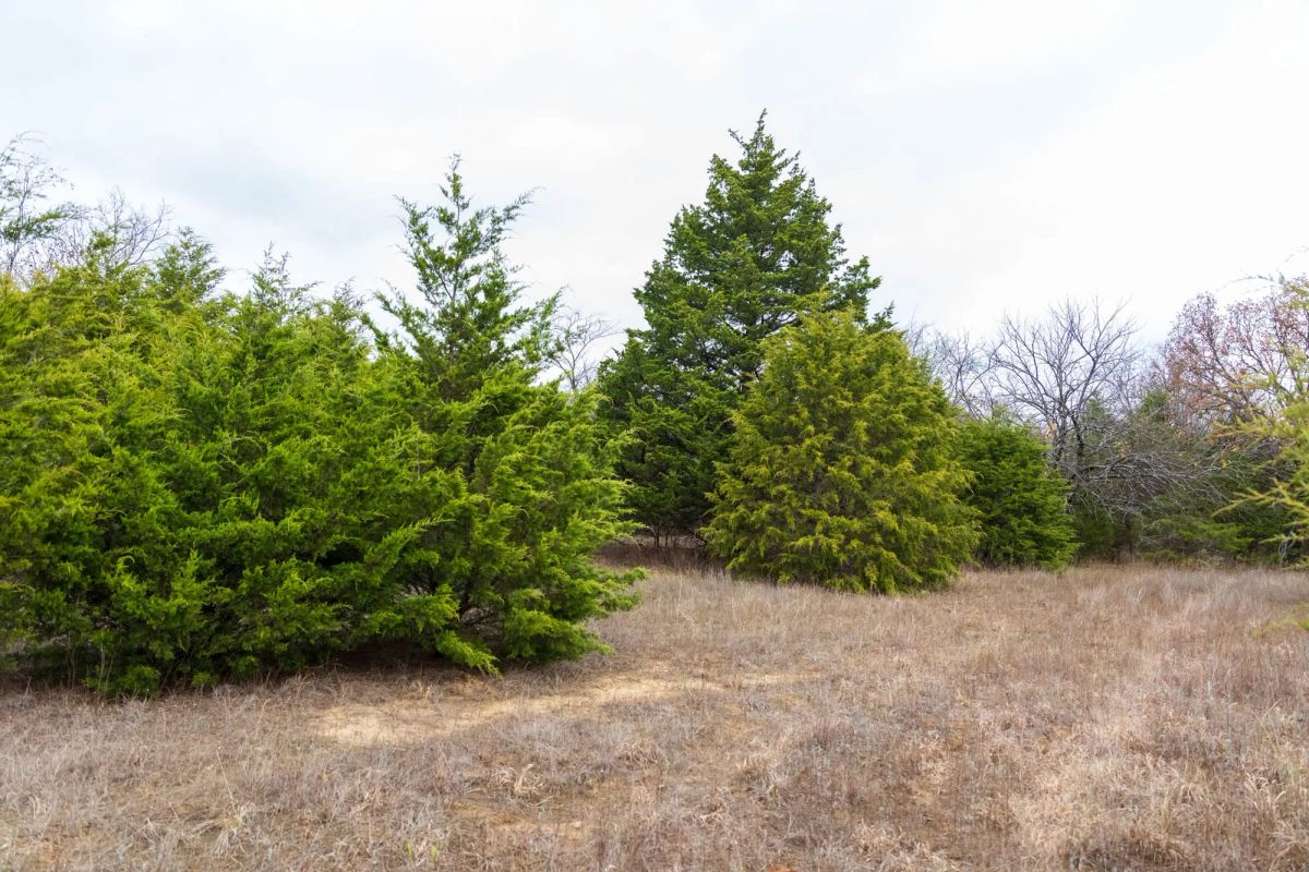 Crystal Springs Tract 4 - Image 4