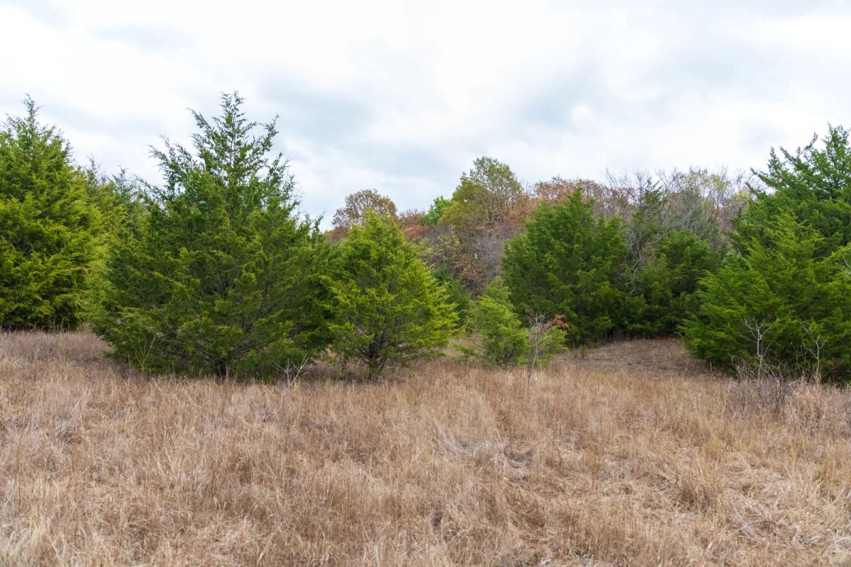 Decorative background for Crystal Springs Tract 4 image 5