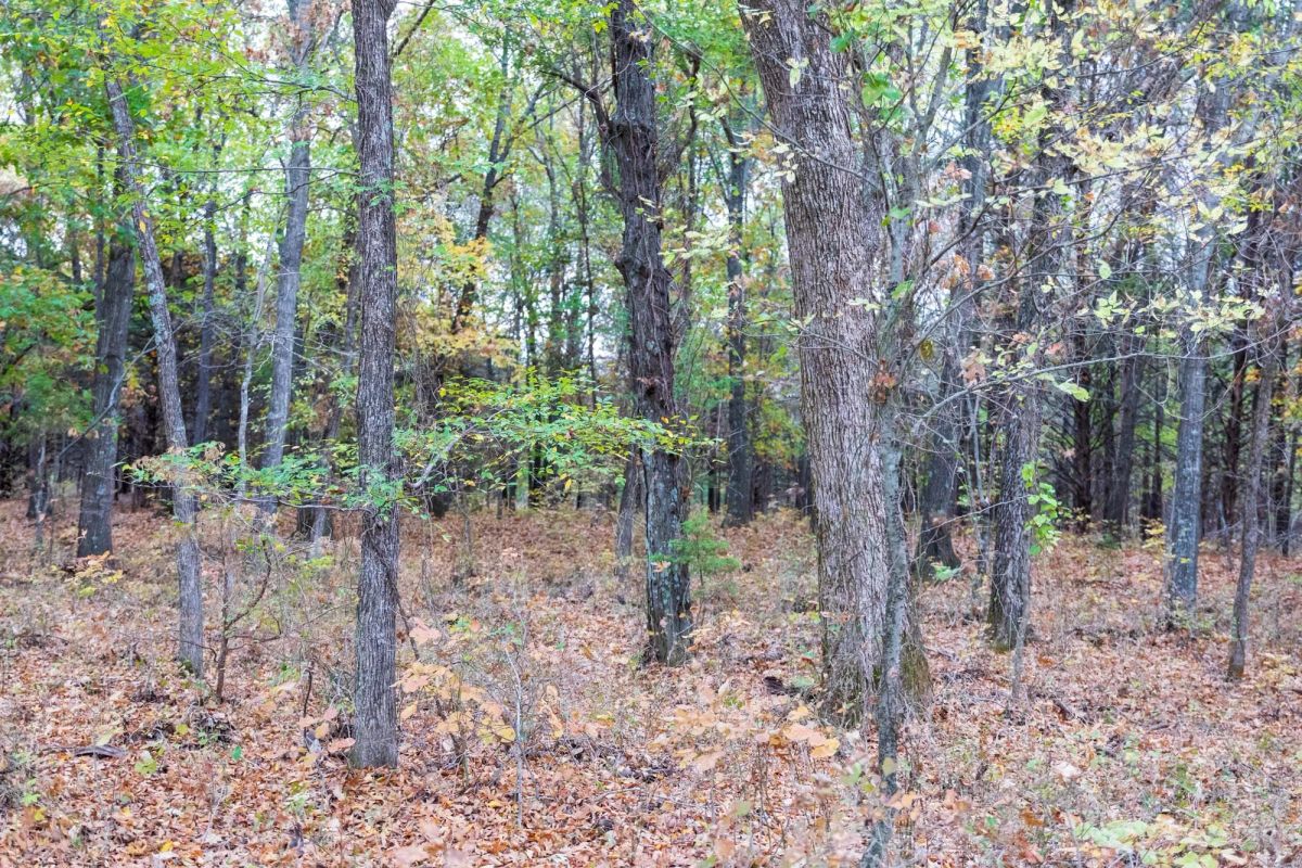 Decorative background for Crystal Springs Tract 4 image 10