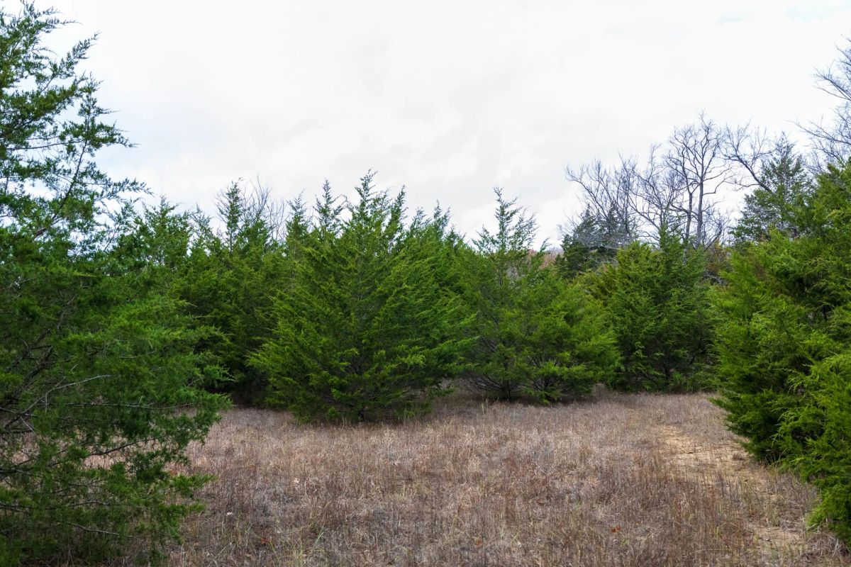 Decorative background for Crystal Springs Tract 4 image 11