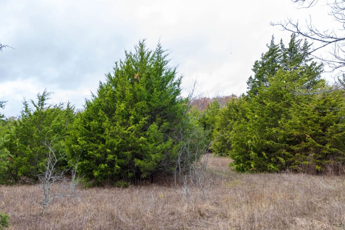 Decorative background for Crystal Springs Tract 4 image 12