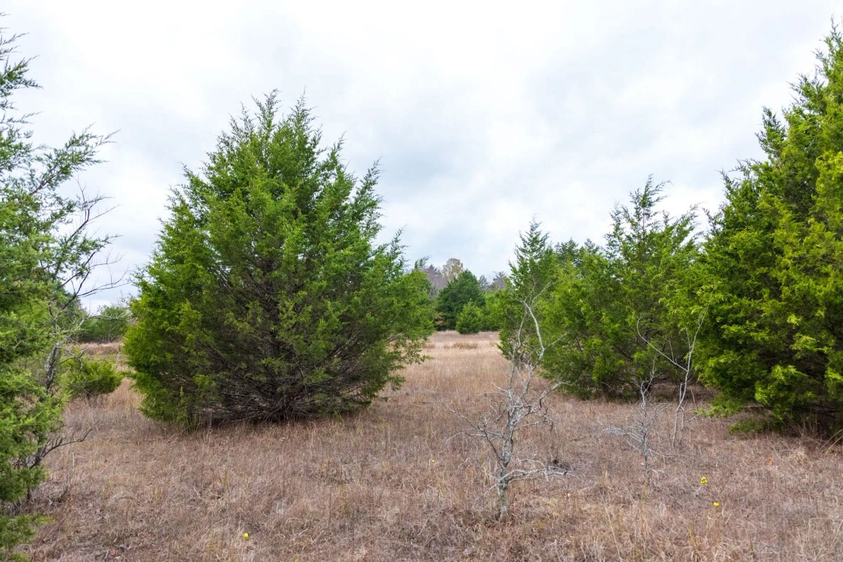 Decorative background for Crystal Springs Tract 4 image 13