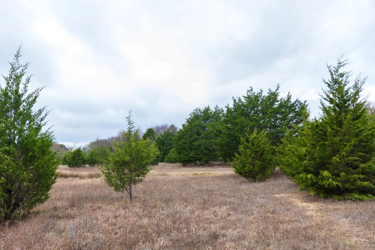 Decorative background for Crystal Springs Tract 4 image 14