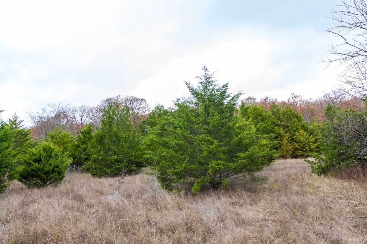 Decorative background for Crystal Springs Tract 4 image 17