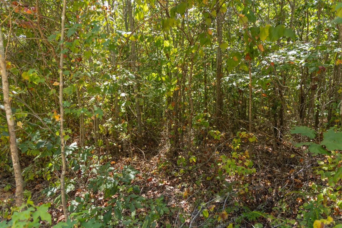 Big White Oak Tract 57 - Image 2