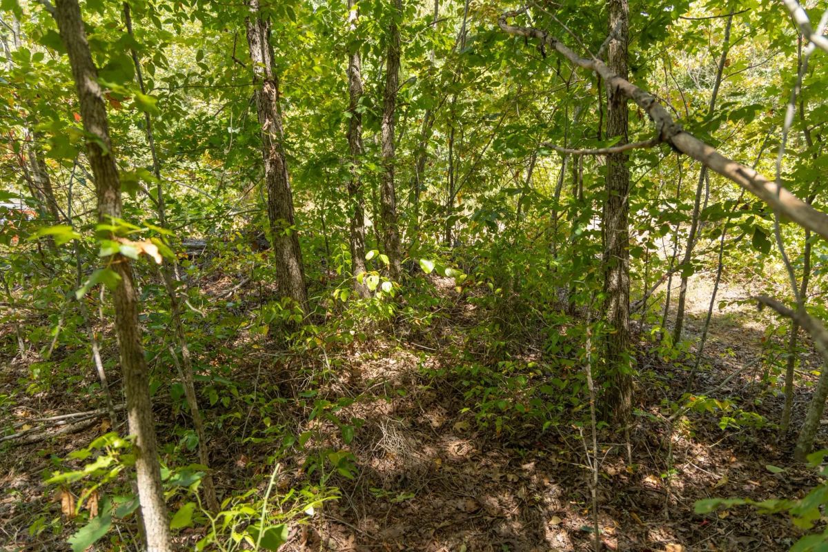 Big White Oak Tract 57 - Image 3