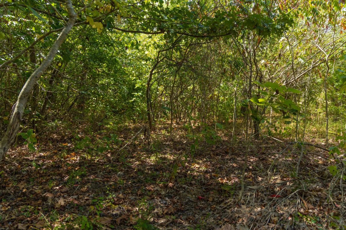 Decorative background for Big White Oak Tract 57 image 5
