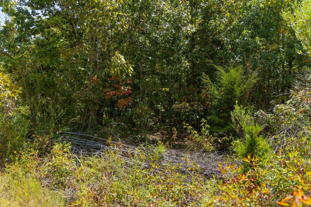 Decorative background for Big White Oak Tract 57 image 6