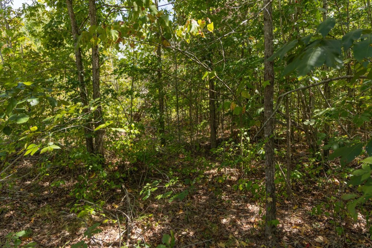 Decorative background for Big White Oak Tract 57 image 7