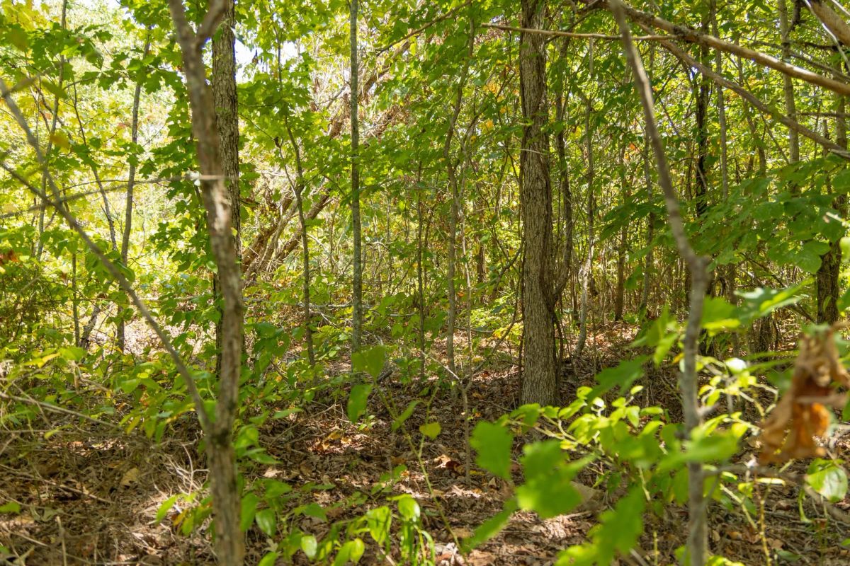 Decorative background for Big White Oak Tract 57 image 8