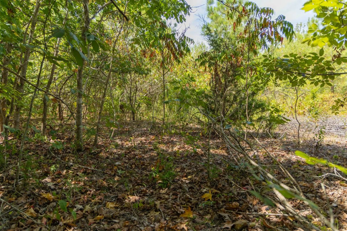 Decorative background for Big White Oak Tract 57 image 9