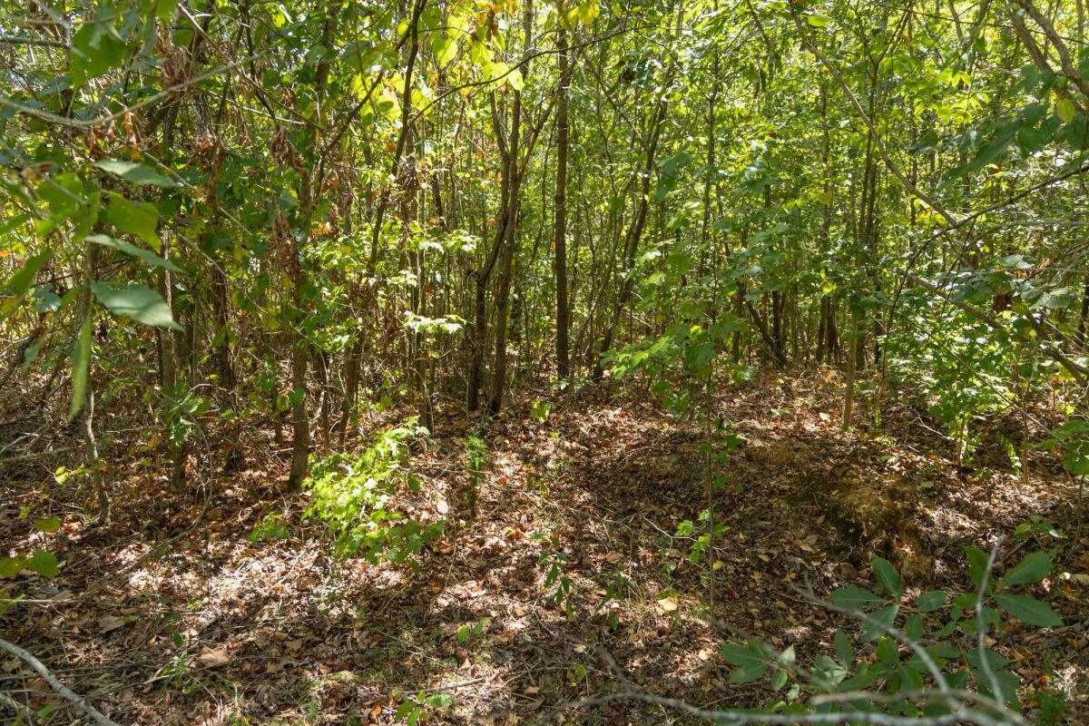 Decorative background for Big White Oak Tract 57 image 10