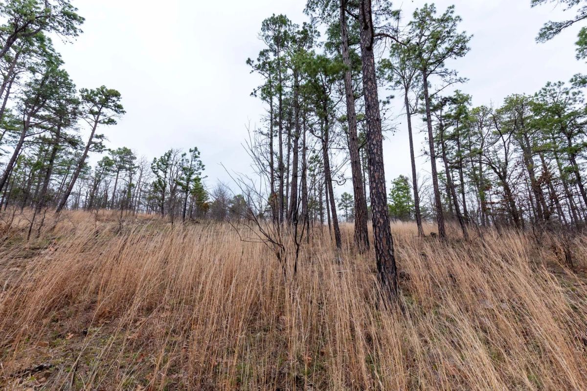 Decorative background for Stone Bridge Phase III Tract 137 image 7