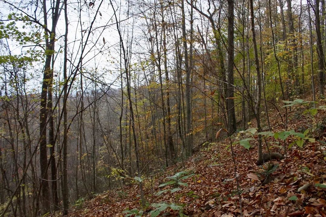 Decorative background for Autumn Ridge Tract 23 image 5