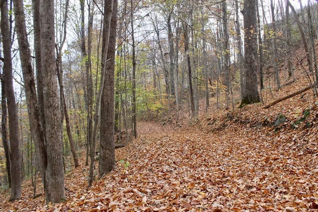 Decorative background for Autumn Ridge Tract 23 image 6