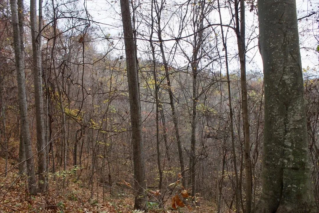 Decorative background for Autumn Ridge Tract 23 image 7