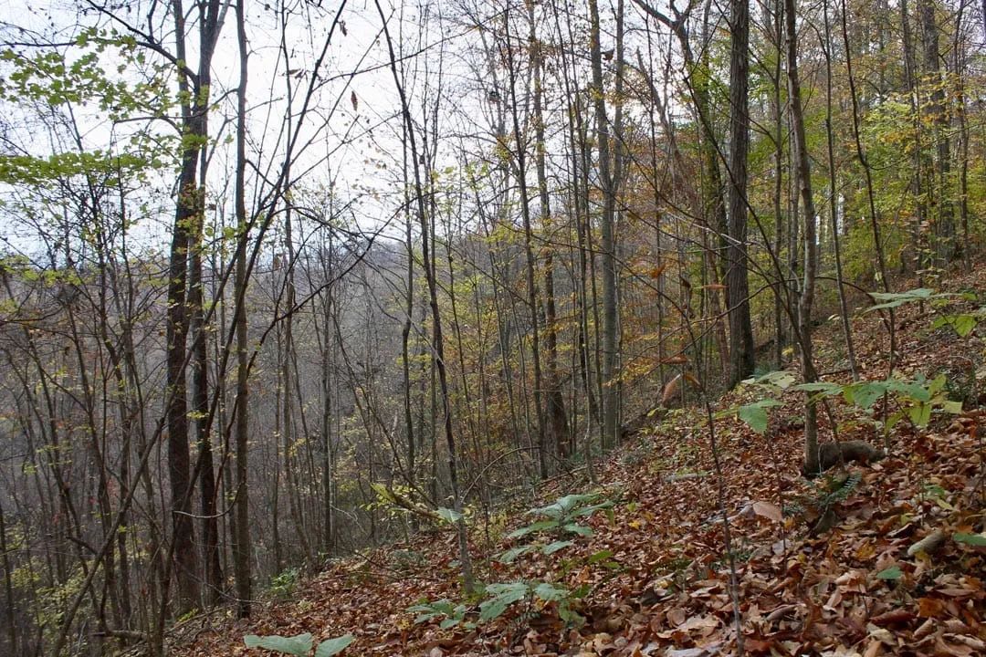 Decorative background for Autumn Ridge Tract 23 image 8