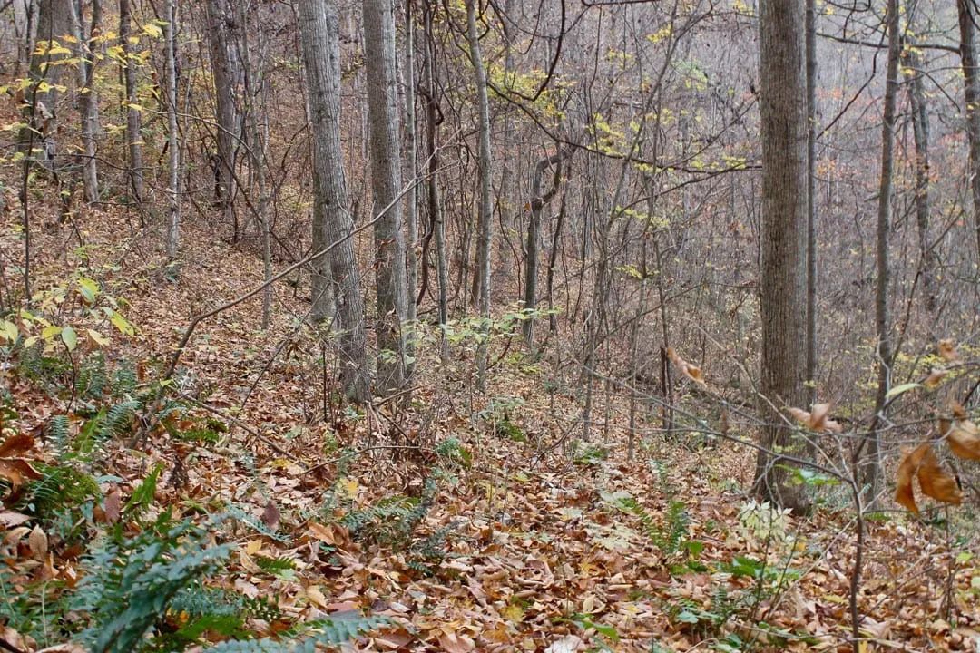 Decorative background for Autumn Ridge Tract 23 image 9