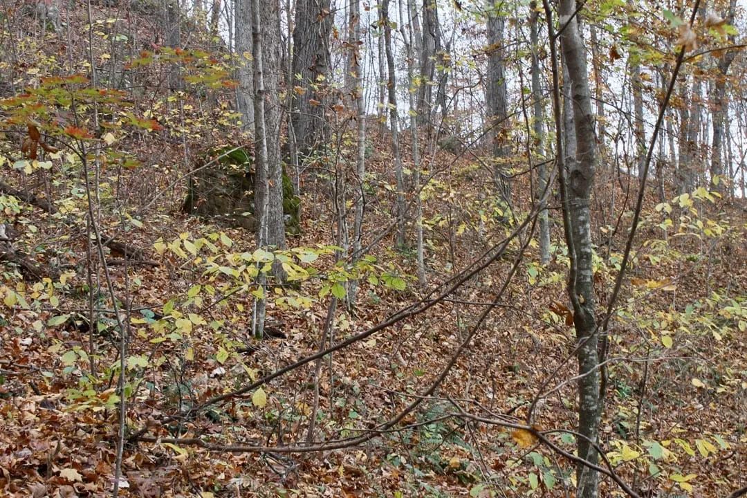 Decorative background for Autumn Ridge Tract 23 image 10