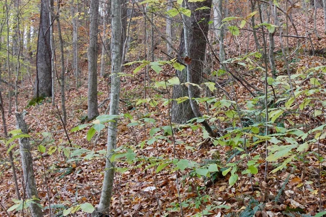 Decorative background for Autumn Ridge Tract 23 image 11