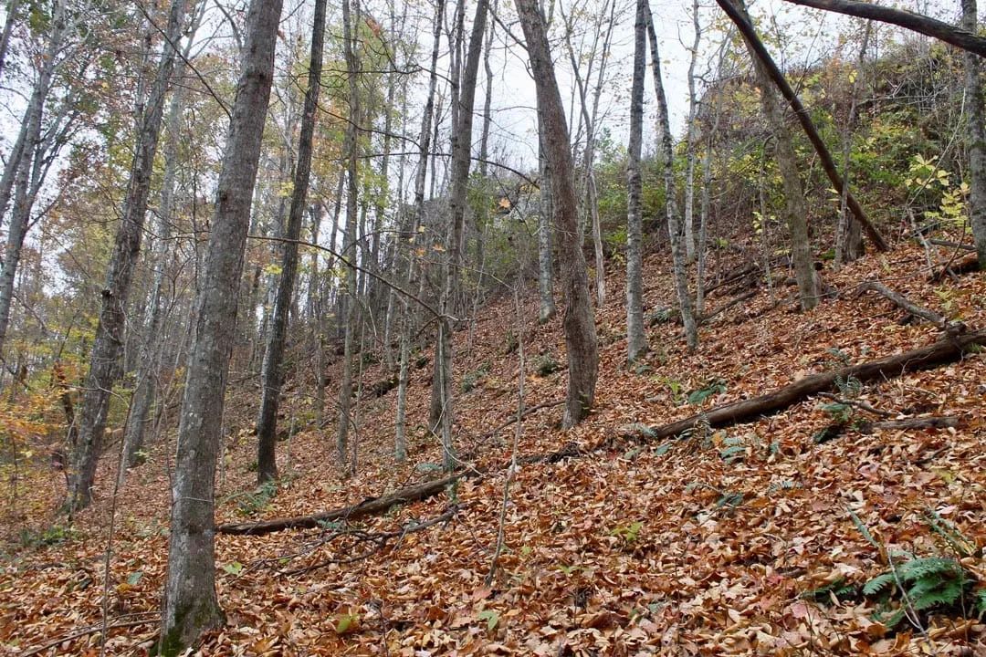 Decorative background for Autumn Ridge Tract 23 image 12