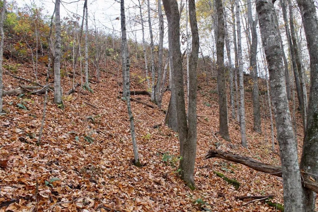 Decorative background for Autumn Ridge Tract 23 image 13