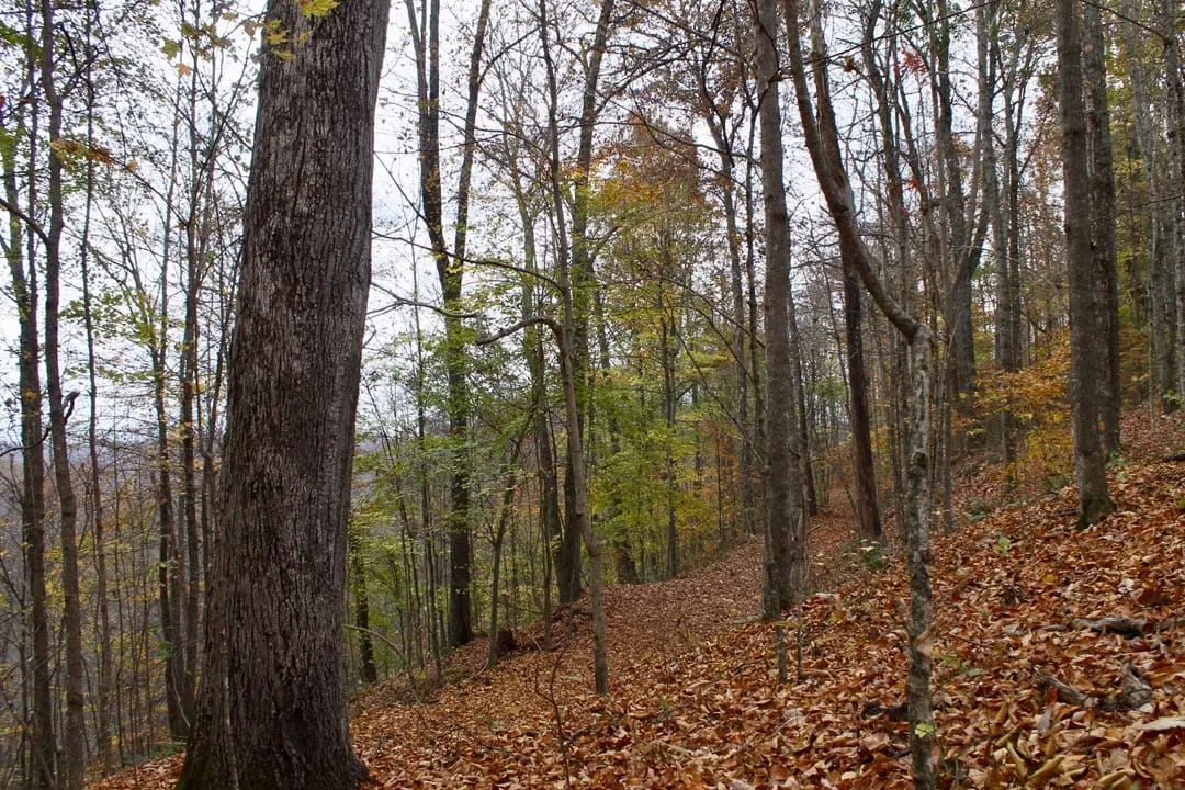 Decorative background for Autumn Ridge Tract 23 image 14