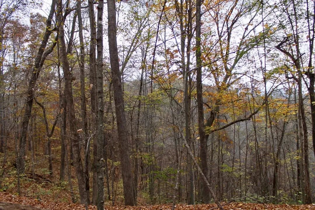 Decorative background for Autumn Ridge Tract 23 image 15