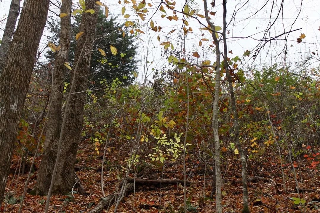 Decorative background for Autumn Ridge Tract 23 image 16