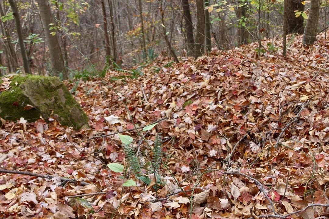 Decorative background for Autumn Ridge Tract 23 image 17