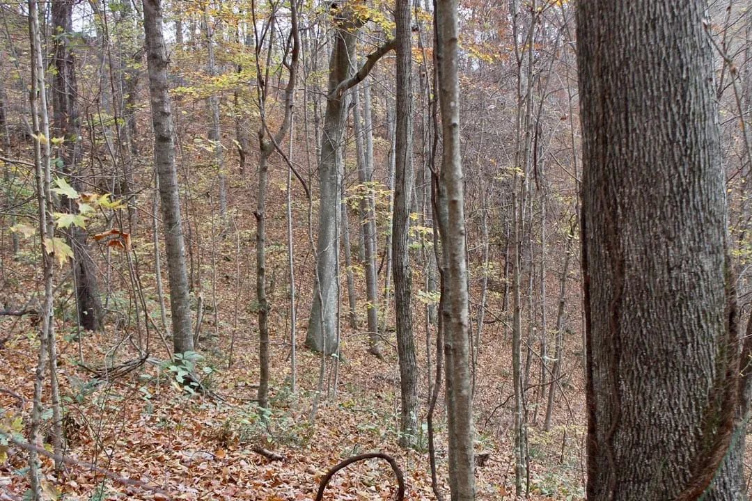 Decorative background for Autumn Ridge Tract 23 image 18