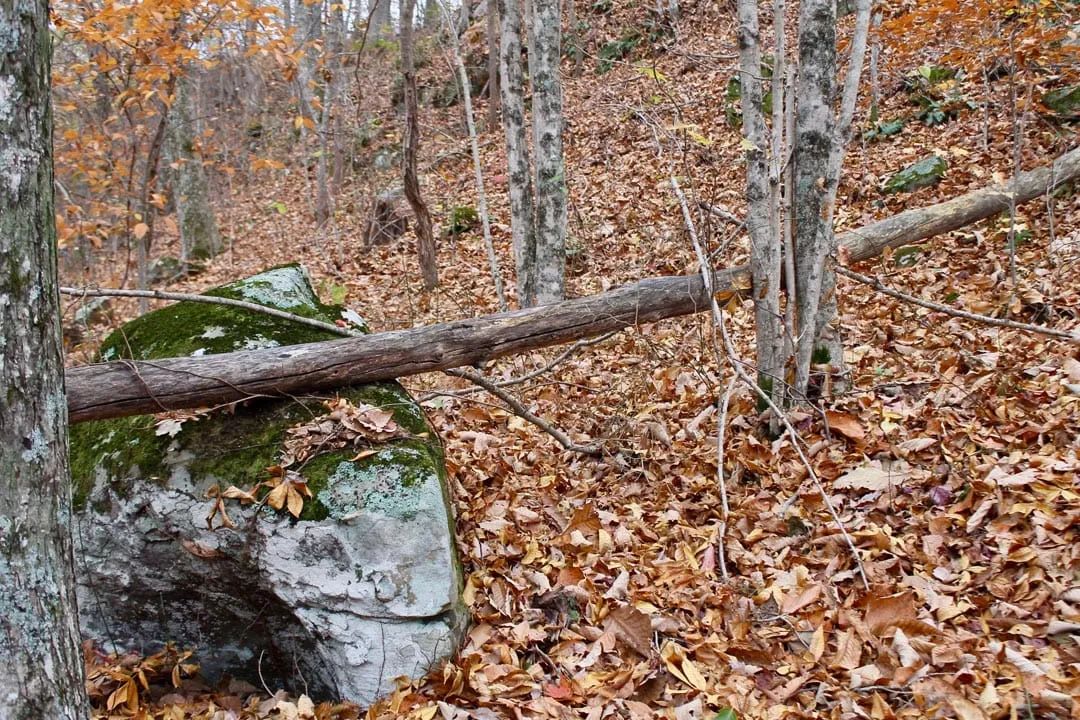 Decorative background for Autumn Ridge Tract 23 image 20