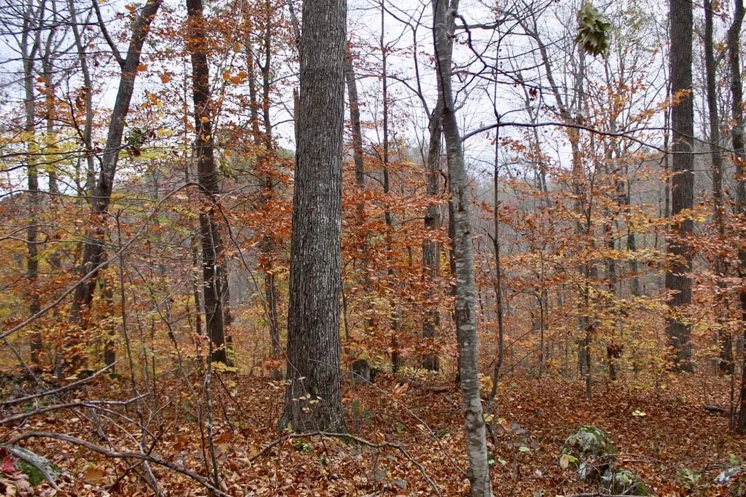 Decorative background for Autumn Ridge Tract 23 image 21