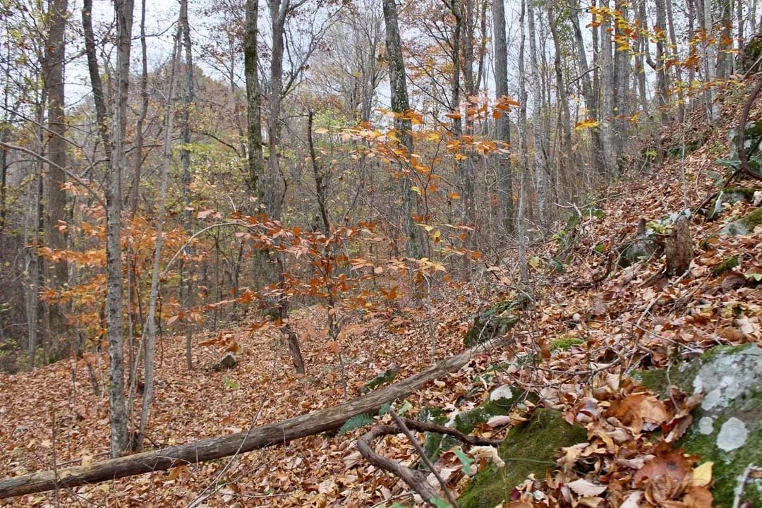 Decorative background for Autumn Ridge Tract 23 image 23