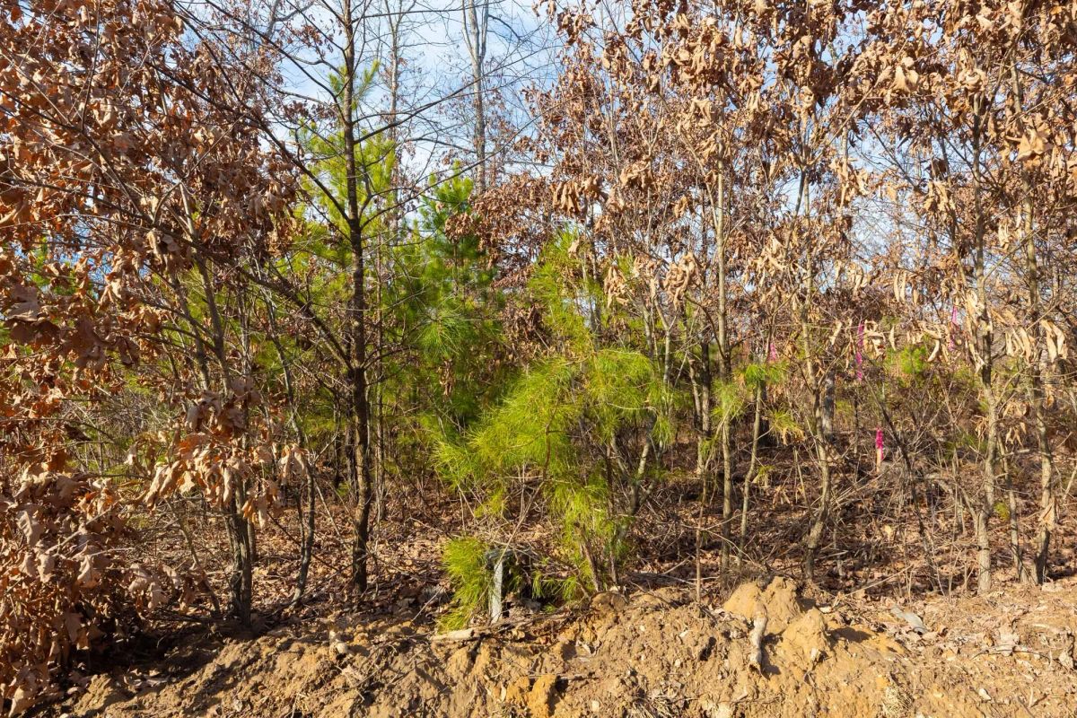 Windy Ridge Tract 6 - Image 2