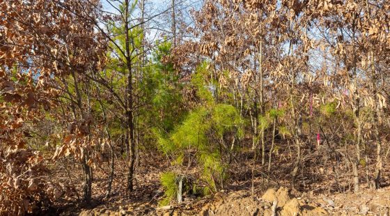 Windy Ridge Tract 6 in Texas County, MO