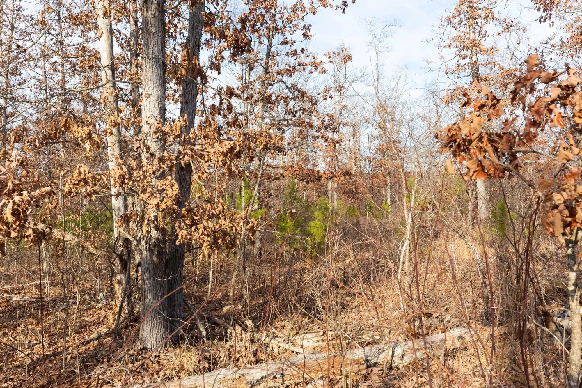 Windy Ridge Tract 6 in Texas County, MO