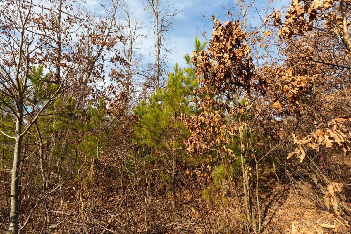 Windy Ridge Tract 6 - Image 4