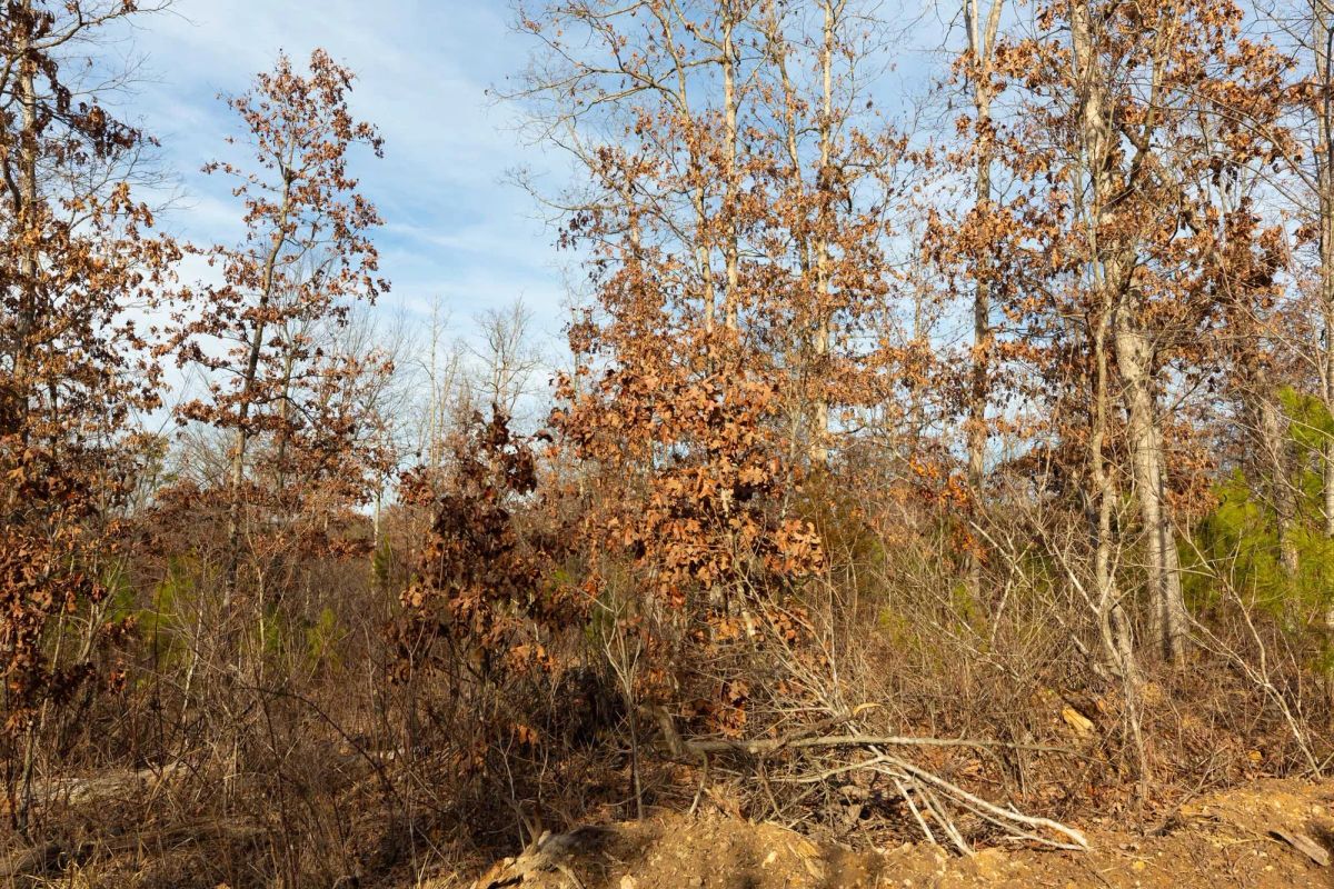 Decorative background for Windy Ridge Tract 6 image 5