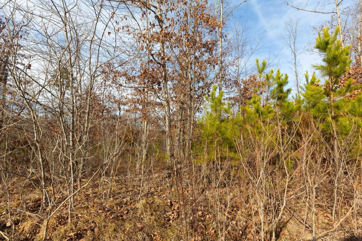 Decorative background for Windy Ridge Tract 6 image 6
