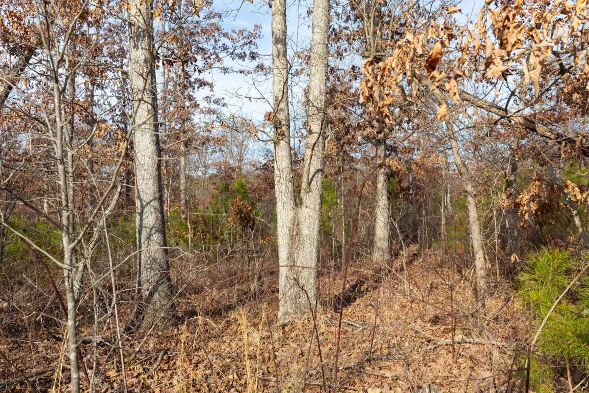 Decorative background for Windy Ridge Tract 6 image 7