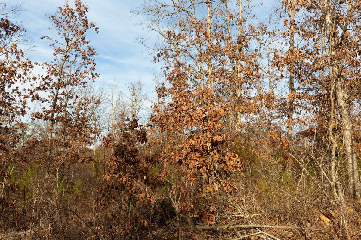 Decorative background for Windy Ridge Tract 6 image 9