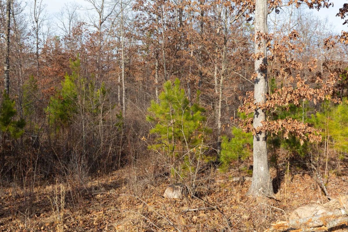 Decorative background for Windy Ridge Tract 6 image 10