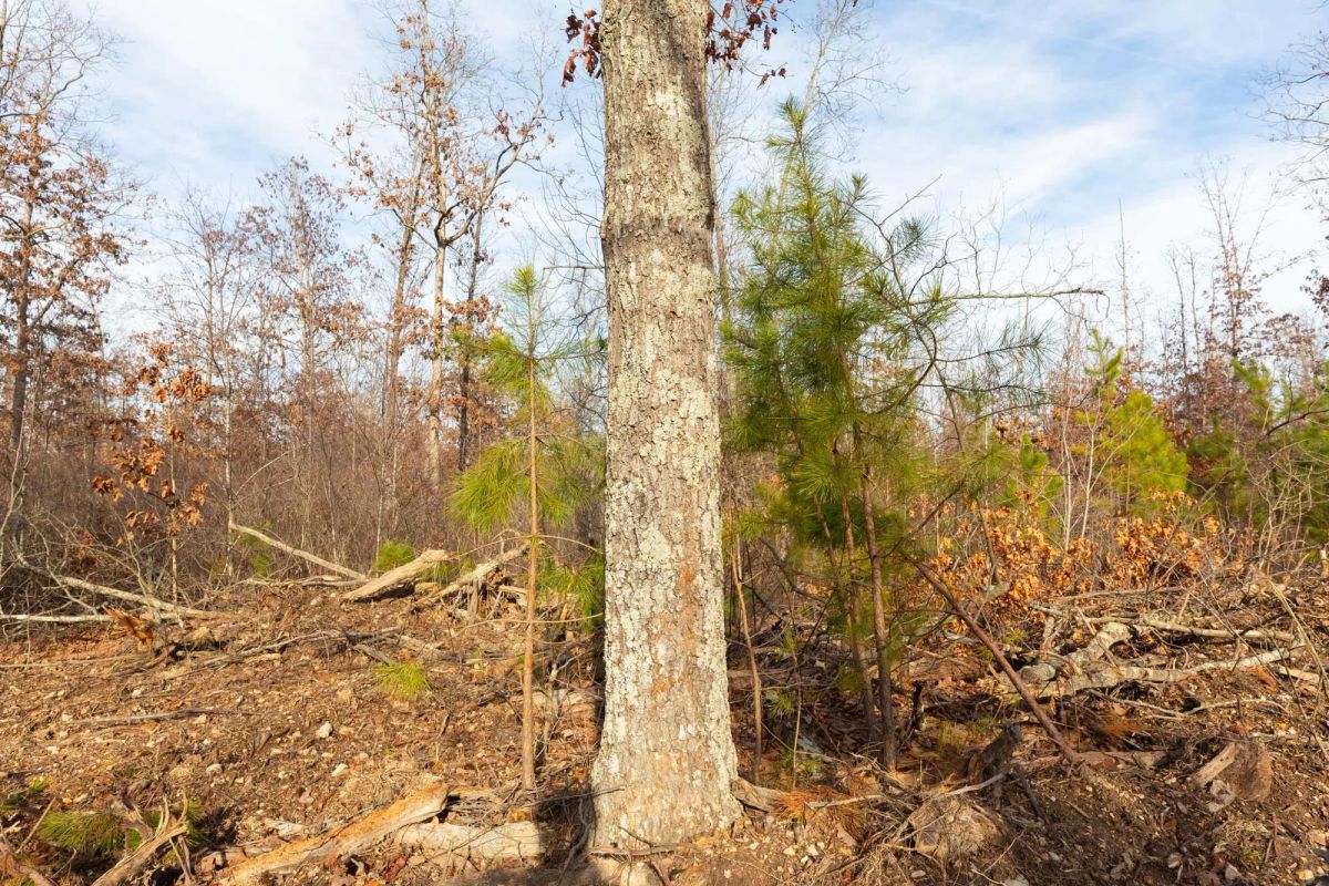 Decorative background for Windy Ridge Tract 6 image 11