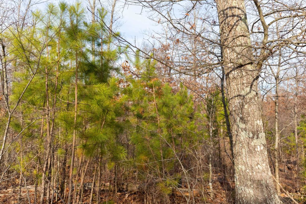 Decorative background for Windy Ridge Tract 6 image 12