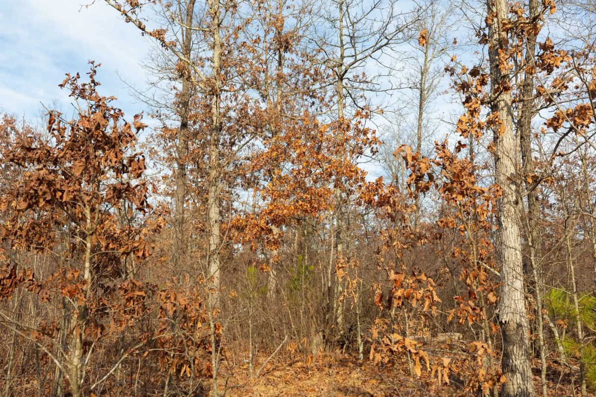 Decorative background for Windy Ridge Tract 6 image 13
