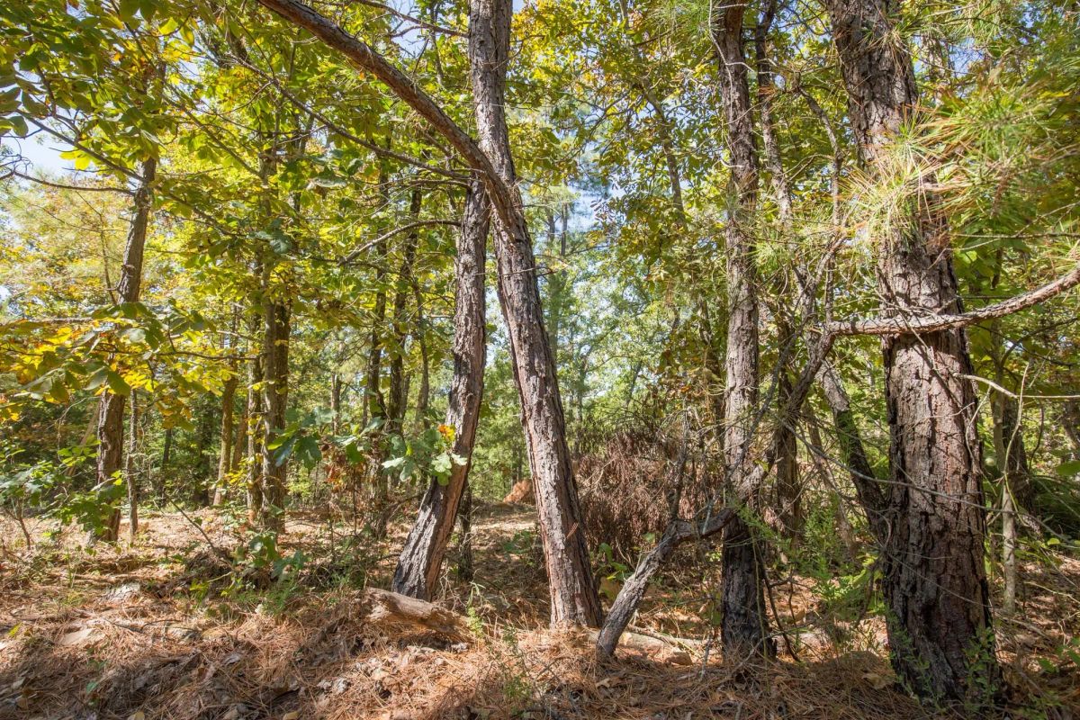 Decorative background for Stone Bridge Phase I Tract 20 image 13