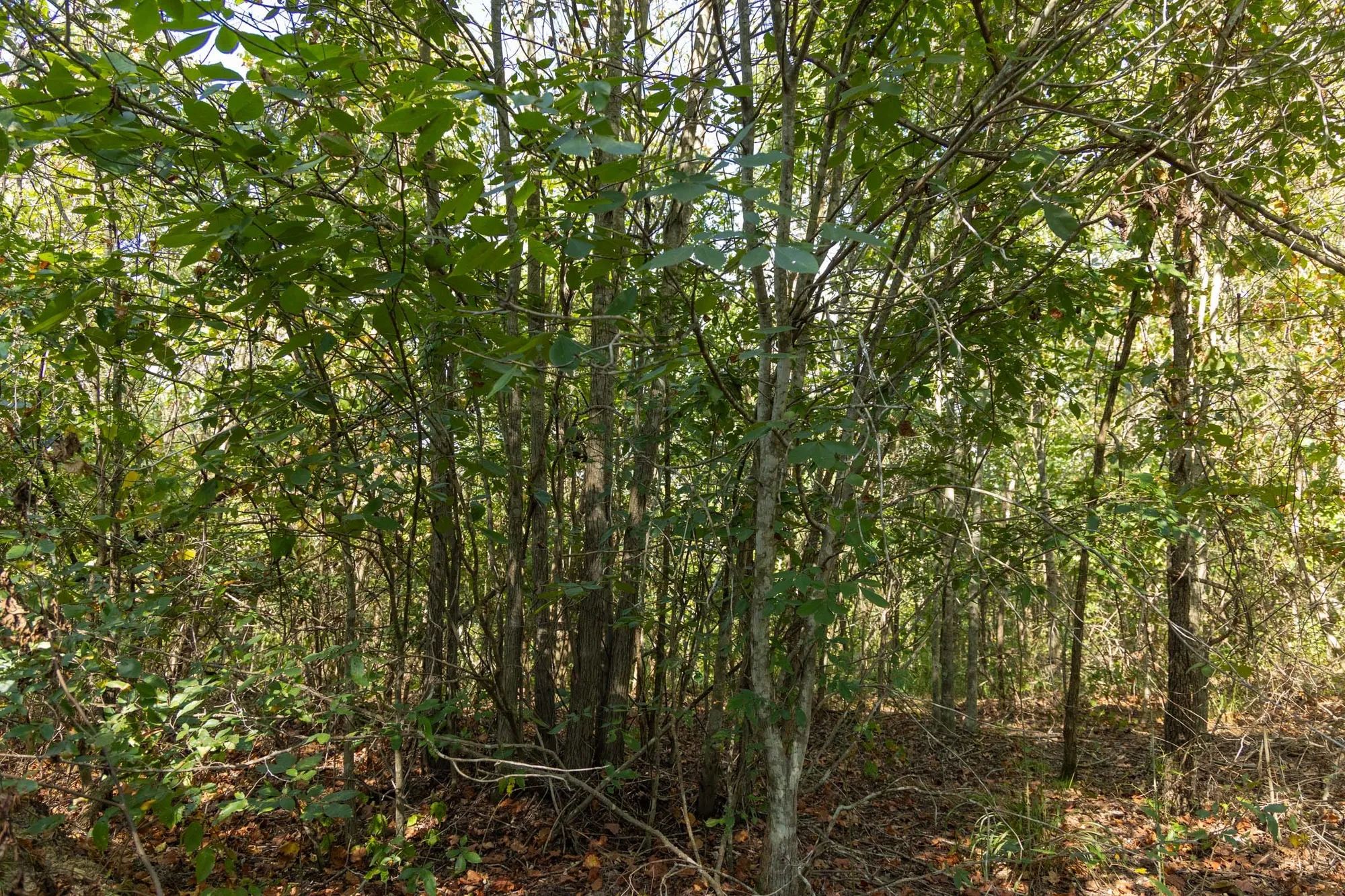 Big White Oak Tract 130 in Perry County, TN