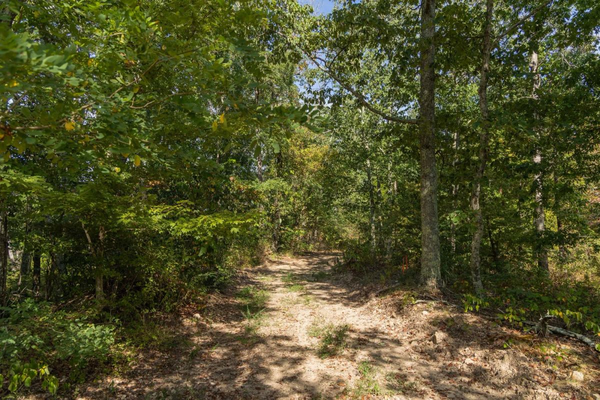 Big White Oak Tract 130 - Image 4