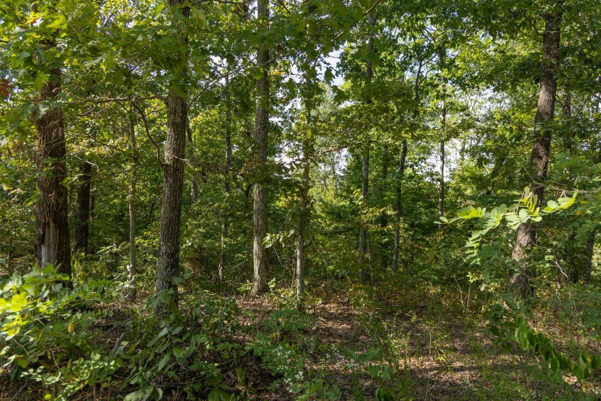 Decorative background for Big White Oak Tract 130 image 5
